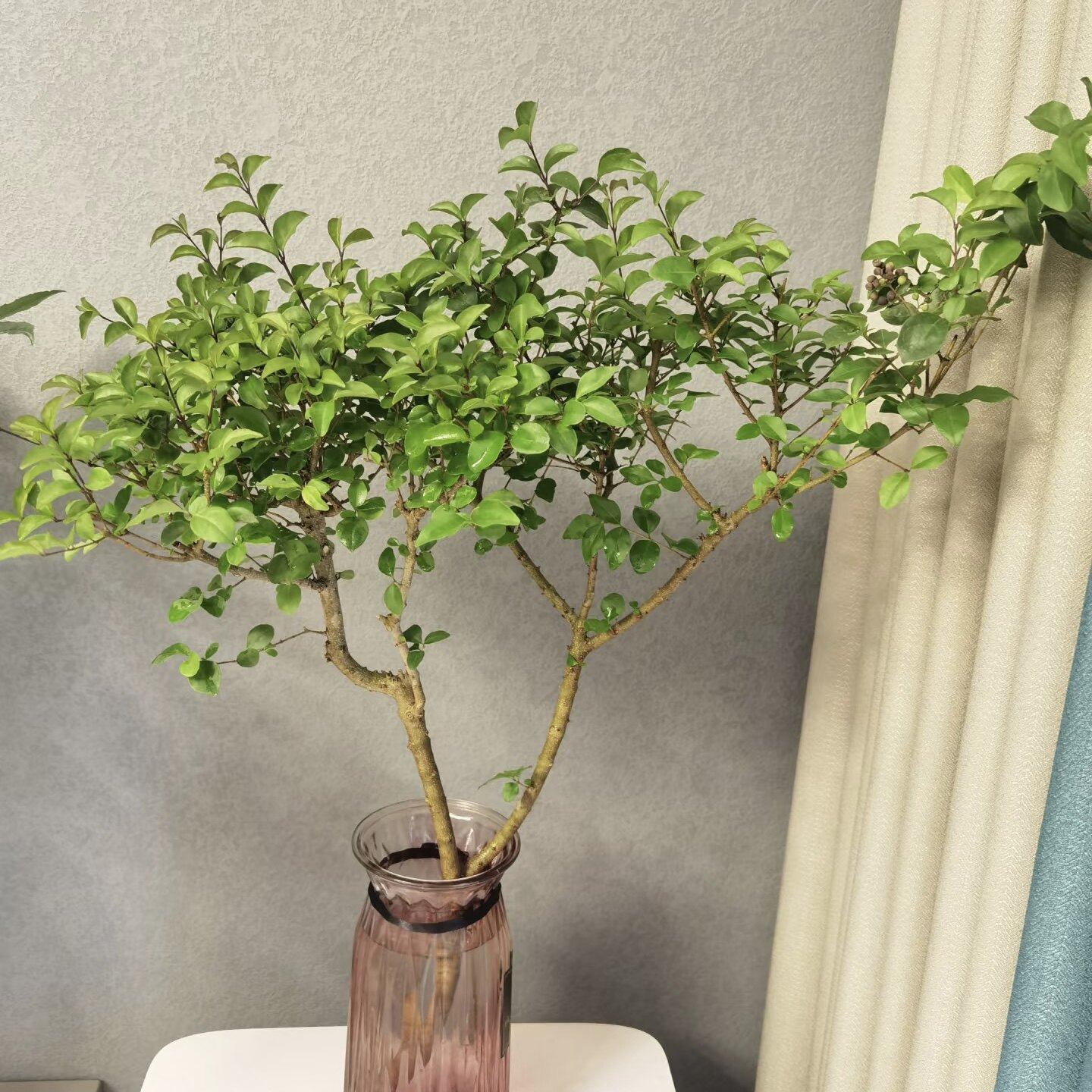 水培植物小叶女贞鲜切枝花卉绿植绿叶居家软装茶桌摆件阳台易成活,淘宝优惠券,粉丝福利购,淘宝优惠卷