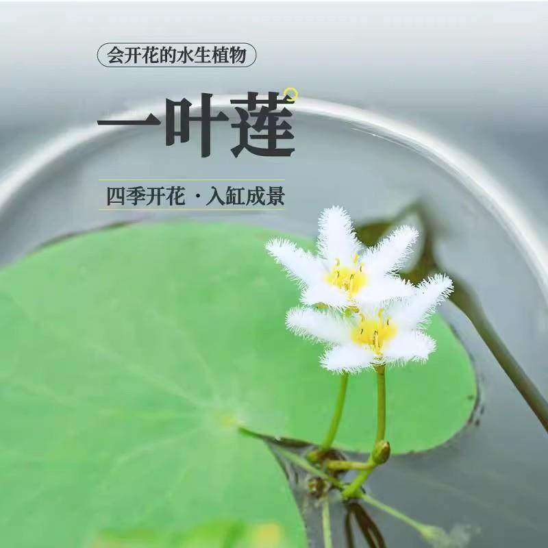 一叶莲无土水生水培植物水生水养鱼盆池碗莲盆栽莲花水养池塘水生,淘宝优惠券,粉丝福利购,淘宝优惠卷