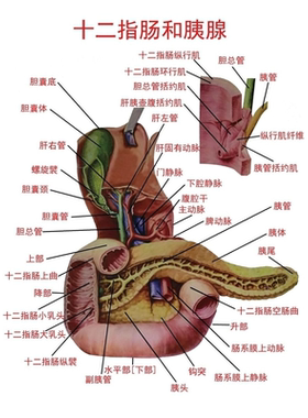 人体内脏解剖系统示意图人体内脏器官结构图全身医学宣传挂图海报