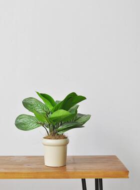 模拟绿色植物桌盆栽植物自然风格植物盆景家庭办公绿化小桌Art426
