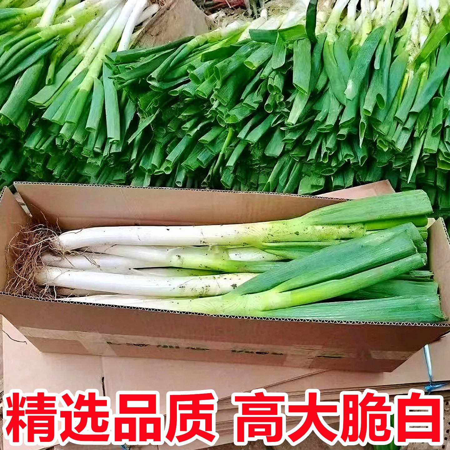 山东正宗章丘铁杆大葱新鲜10斤整箱蔬菜批发甜葱当季嫩葱新葱整箱,淘宝优惠券,粉丝福利购,淘宝优惠卷