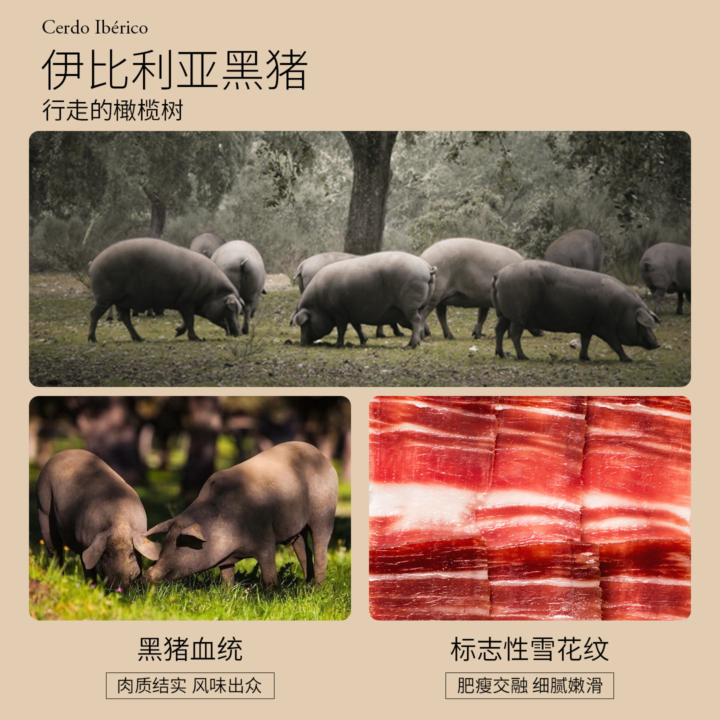 ALJOMAR爱蒙原装进口西班牙伊比利亚火腿片橡果黑猪后腿整只即食,淘宝优惠券,粉丝福利购,淘宝优惠卷