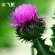 YANNAN milk thistle milk thistle kudzu capsules ສໍາລັບຜູ້ຊາຍແລະແມ່ຍິງ