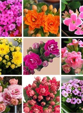 长寿花重瓣 长寿花盆栽 美化环境 进化空气 喜庆花卉绿植