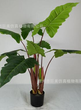 仿真仙芋盆栽仿真海芋喜林芋室内装饰仿真滴水观音彩芋绿植