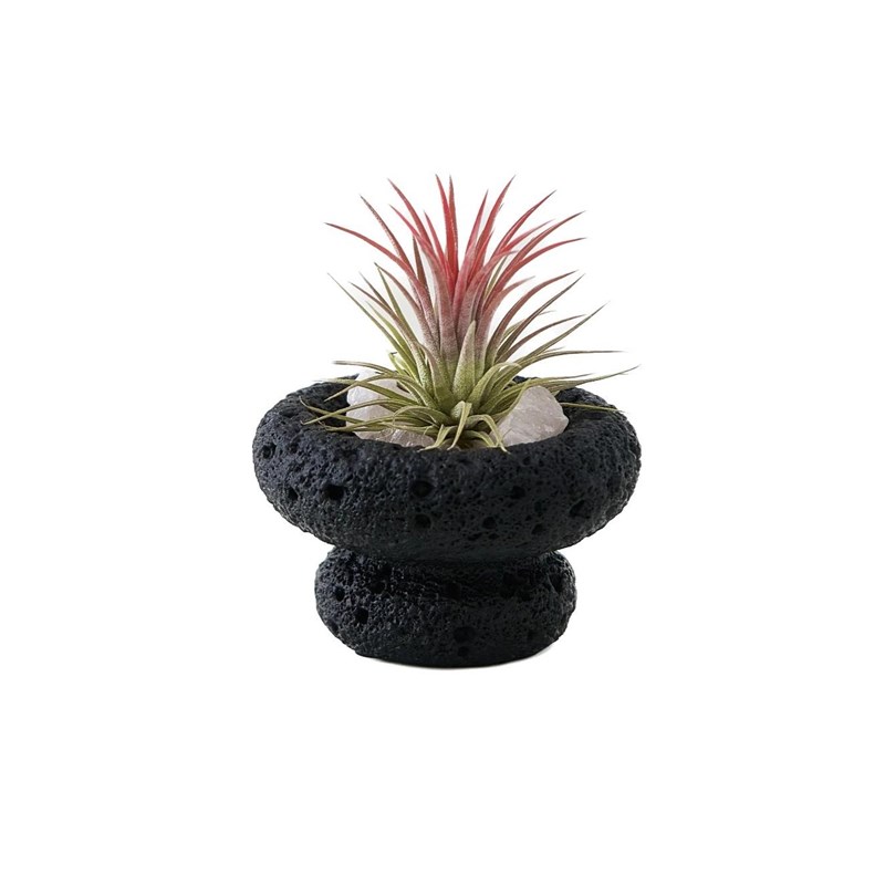 空气凤梨室内懒人好养小盆栽香薰创意趣味桌面绿植办公室植物送礼 - 图3