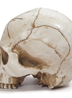 个性搞怪无下巴尖牙骷髅头 万圣节时尚主题装饰小摆件 树脂工艺品