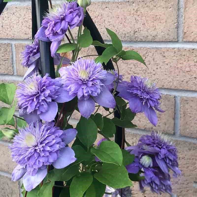 蓝光铁线莲花苗庭院爬藤攀援植物花卉阳台盆栽好养绿植大花四季,淘宝优惠券,粉丝福利购,淘宝优惠卷