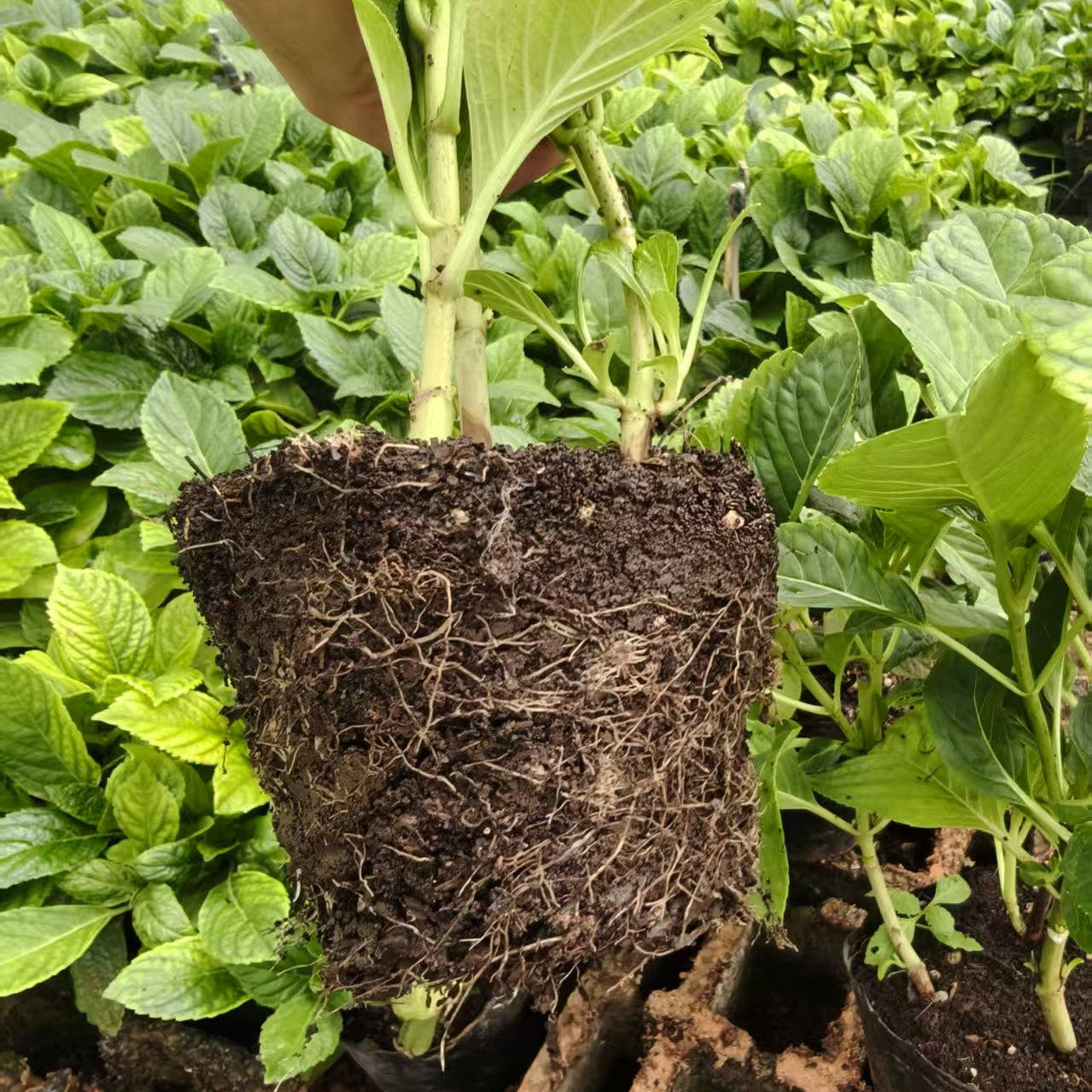 云南绣球花苗盆栽无尽夏四季栽卉室内绿植庭院花园冬季耐寒好养活,淘宝优惠券,粉丝福利购,淘宝优惠卷