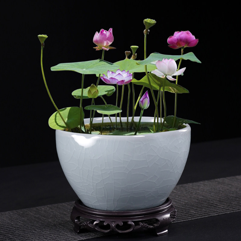 哥窑水培绿植陶瓷花盆碗莲睡莲荷花大口径专用盆缸无孔阳台一叶莲,淘宝优惠券,粉丝福利购,淘宝优惠卷