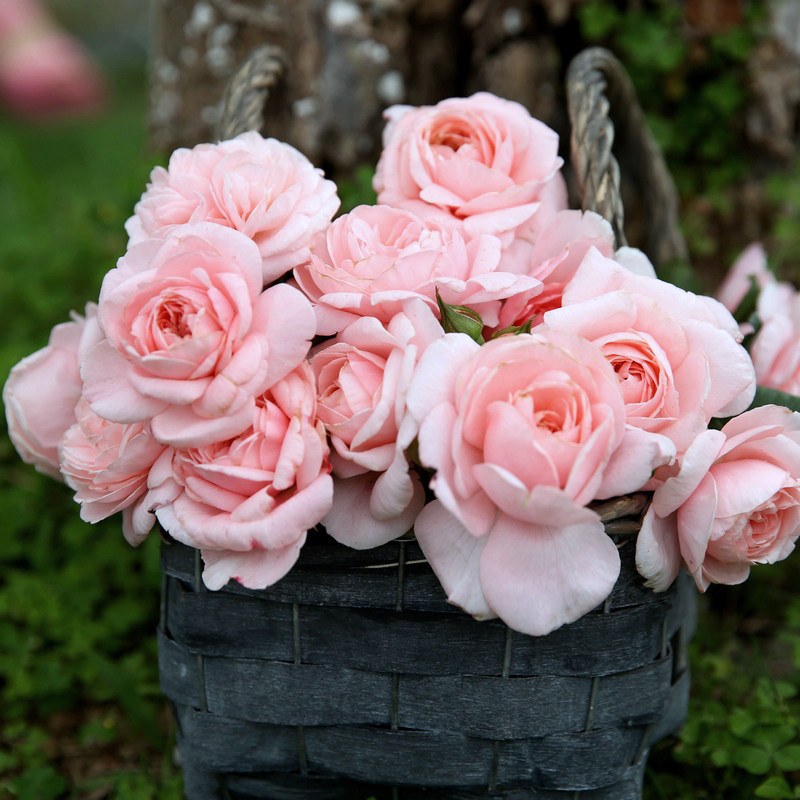 惠惠的花园娜河马花苗爬藤拱门攀援植物玫瑰花卉庭院花园玫瑰盆栽,淘宝优惠券,粉丝福利购,淘宝优惠卷
