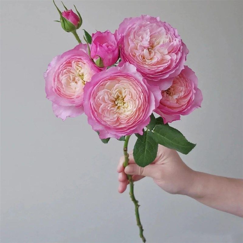 康斯坦茨月季花苗开花玫瑰小苗四季盆栽花卉爬藤植物蔷薇树苗绿植,淘宝优惠券,粉丝福利购,淘宝优惠卷