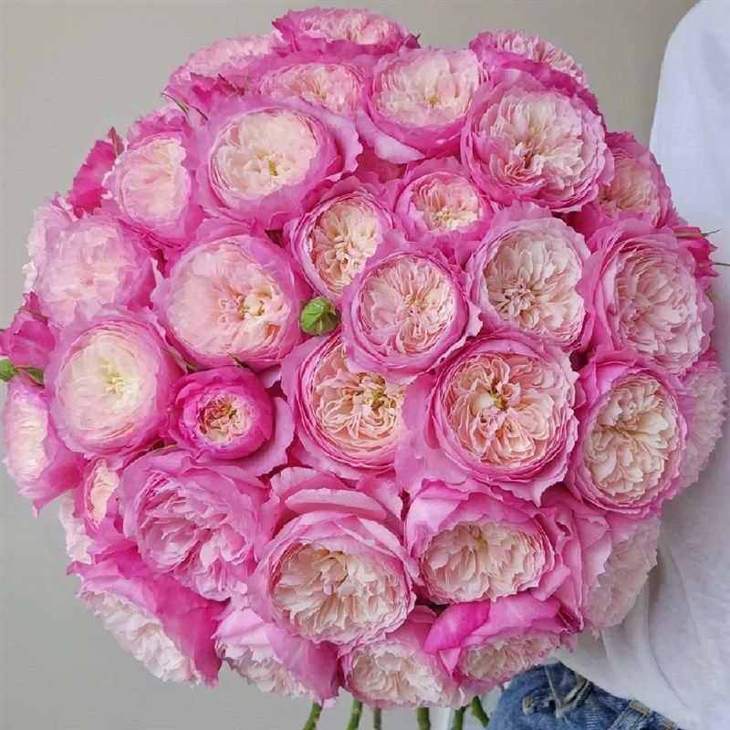 康斯坦茨月季花苗开花玫瑰小苗四季盆栽花卉爬藤植物蔷薇树苗绿植,淘宝优惠券,粉丝福利购,淘宝优惠卷