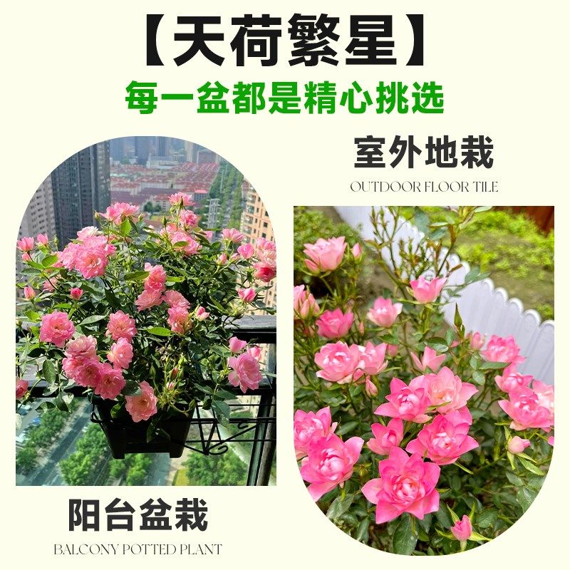 天荷繁星月季花苗特大花盆栽爬藤月季藤本月季果汁阳台棒棒糖植物,淘宝优惠券,粉丝福利购,淘宝优惠卷