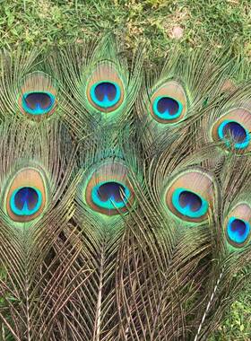 9支天然大眼睛真孔雀羽毛家居装饰插花瓶摆件DIY孔雀翎尾寓意吉祥