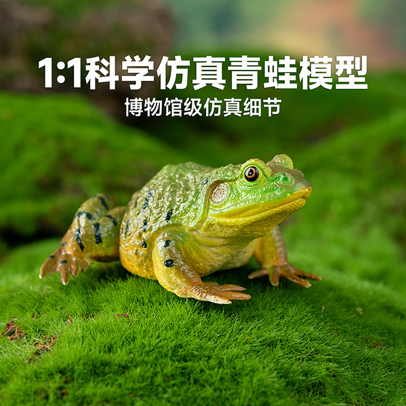 模乐玩具TOYMANY仿真动物模型树蛙青蛙玩具美洲牛蛙儿童认知启蒙,淘宝优惠券,粉丝福利购,淘宝优惠卷