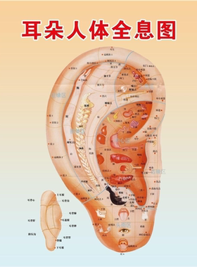 双耳解剖图耳朵的构造图耳部结构图听力损失分级中英文医学挂图