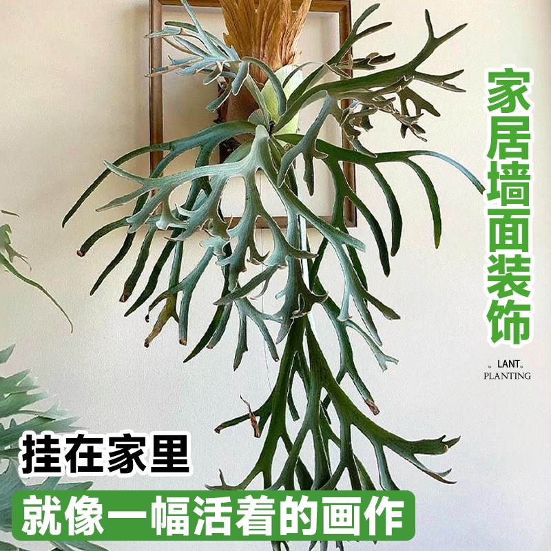 挂墙绿植鹿角蕨板植挂板二岐悬挂式苔藓蕨类盆栽垂吊植物壁挂装饰 - 图2