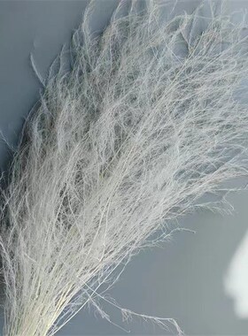 龙须草永生梦幻羽毛草干婚庆饰软艺材吊文竹真