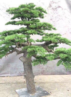 仿真迎客松室内外装饰造景仿真树绿植罗汉松假美人松大型落地