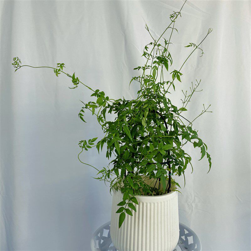 素馨花盆栽多花花卉室内阳台庭院四季易活懒人花爬藤藤蔓绿植花卉,淘宝优惠券,粉丝福利购,淘宝优惠卷