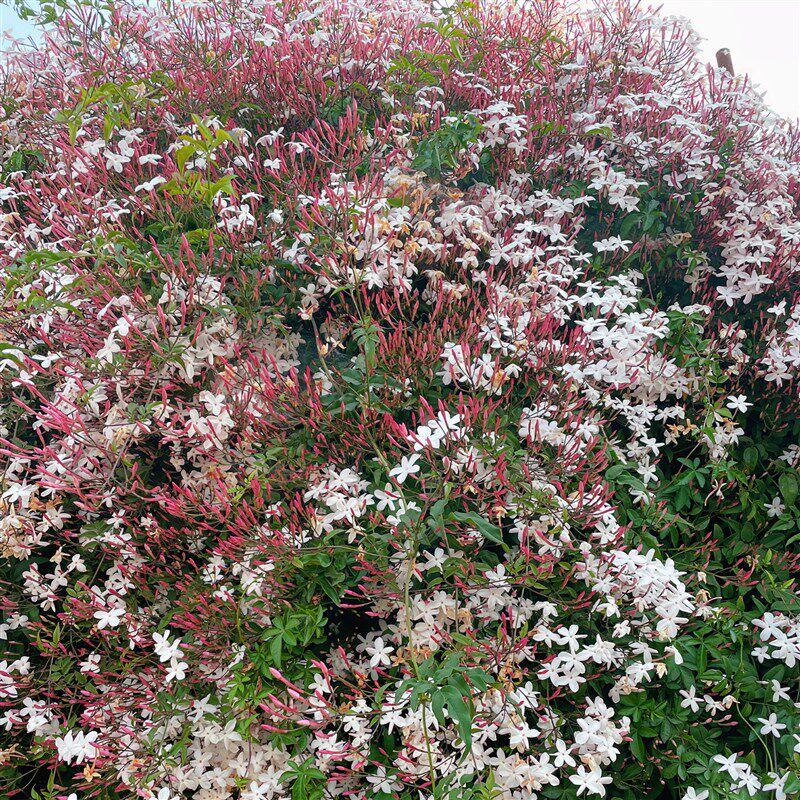 素馨花盆栽多花花卉室内阳台庭院四季易活懒人花爬藤藤蔓绿植花卉,淘宝优惠券,粉丝福利购,淘宝优惠卷