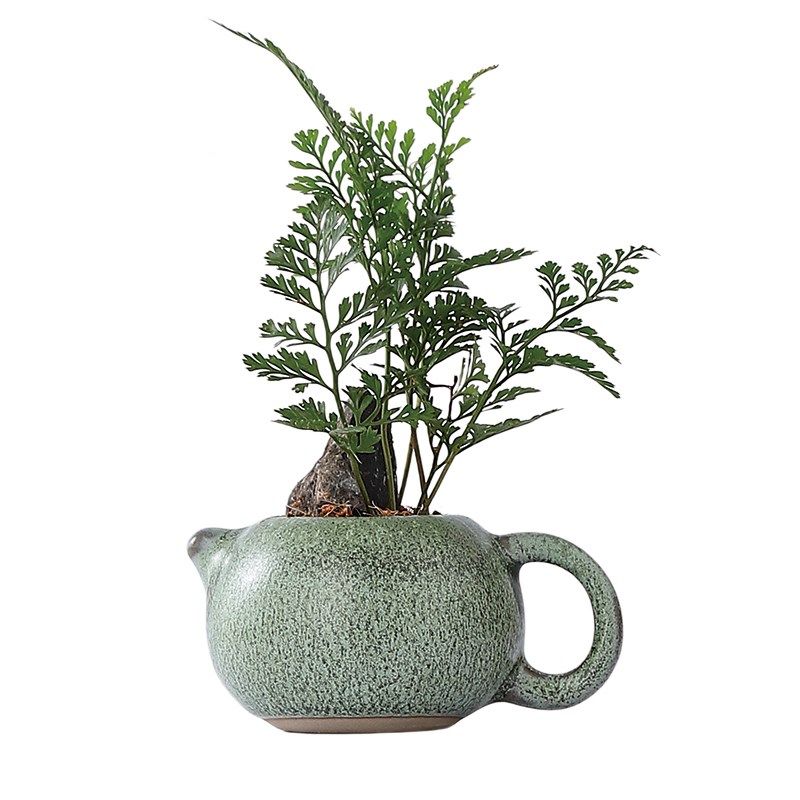 指尖盆栽狼尾蕨景迷你植物耐阴好养盆栽室内绿植花卉桌面小摆件,淘宝优惠券,粉丝福利购,淘宝优惠卷