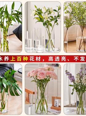 定植篮水培器皿绿萝虎皮兰专用水养植物容器花盆塑料花瓶不是玻璃