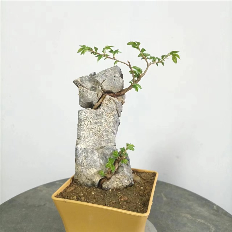 附石盆景小叶榔榆绿植盆栽英德石青龙石 - 图1