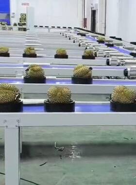 全自动榴莲配重组合流水线榴莲分级机西瓜分拣机水果分选机