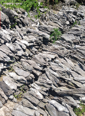 英德石附树石造景长条石盆景天然树抱石绿植花盆鱼缸装饰桌面摆
