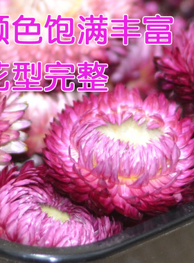 紫色七彩菊小雏菊干花包天然风干花香薰蜡烛大号麦秆菊手工材料包