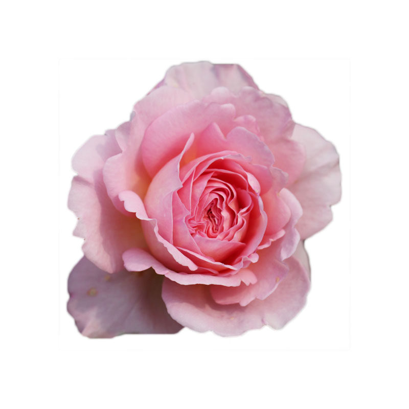 海蒂的花园月季花苗亚伯拉罕大花灌木可爬藤阳台开花植物花卉盆栽,淘宝优惠券,粉丝福利购,淘宝优惠卷