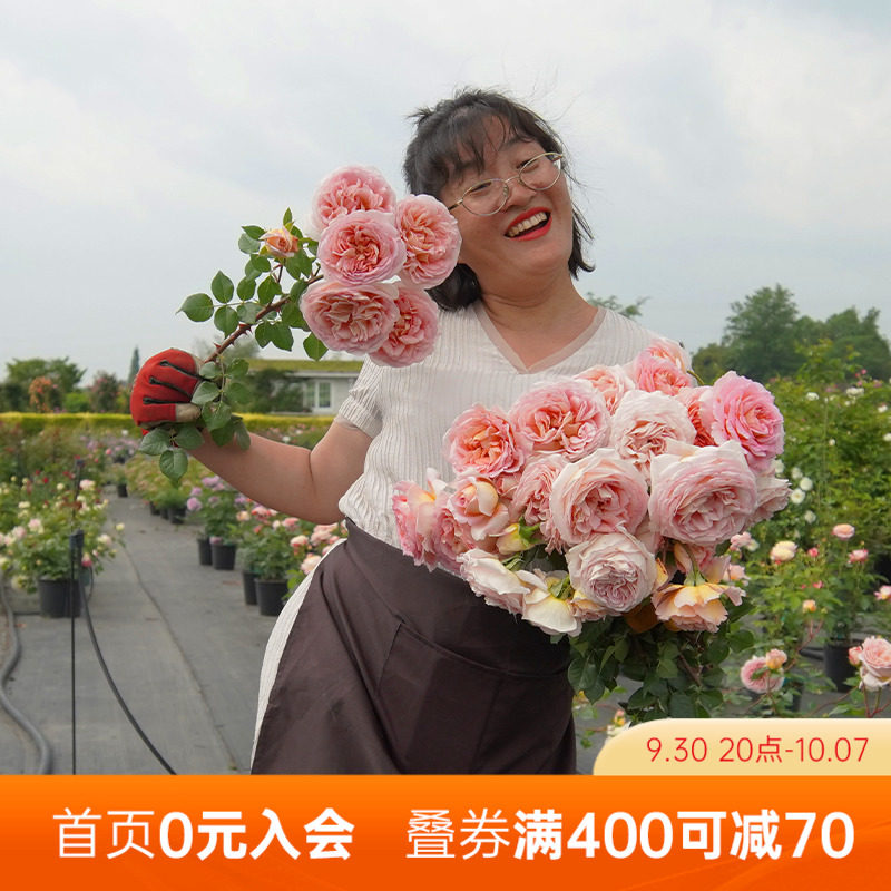 海蒂的花园月季花苗亚伯拉罕大花灌木可爬藤阳台开花植物花卉盆栽,淘宝优惠券,粉丝福利购,淘宝优惠卷