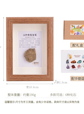 天然化石相框古生物标家居装饰菊石叶虫装饰画创意