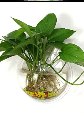 挂壁花架墙壁挂式室内挂墙花架子挂墙壁上的免打孔绿萝简约装饰品
