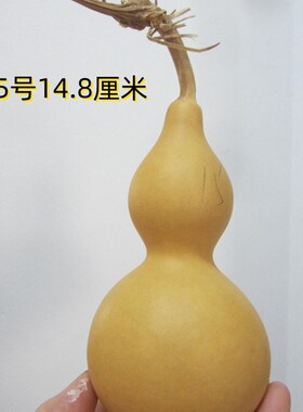 天然亚腰葫芦葫芦白皮本色葫芦一物一图