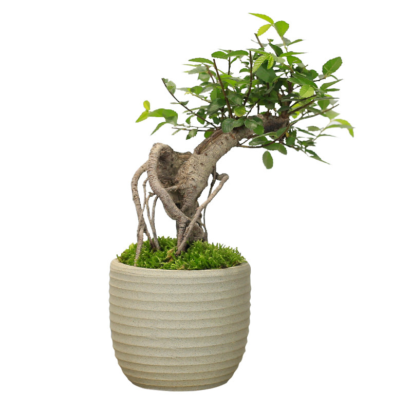 榆树小盆栽造型提根盆景植物室内客厅办公室茶几桌面绿植榔榆树苗,淘宝优惠券,粉丝福利购,淘宝优惠卷