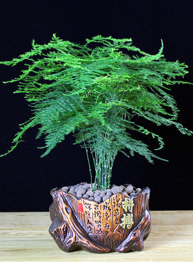 云竹文竹盆栽盆景办公室内绿色植物客厅花卉四季常青绿植摆件