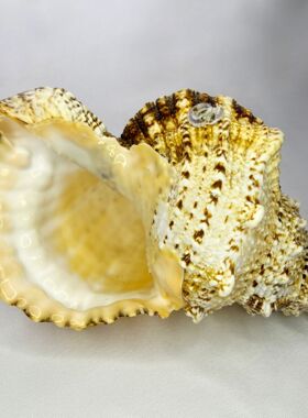 天然海螺贝鱼缸造景地中海装饰品