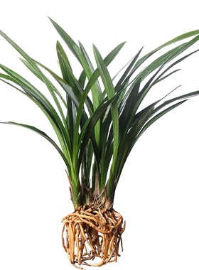 兰 红将军 卉绿植室内季建兰养兰草名贵兰苗