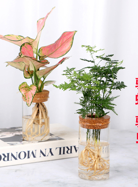 水培植物办公室内金钻红如意文竹九里香