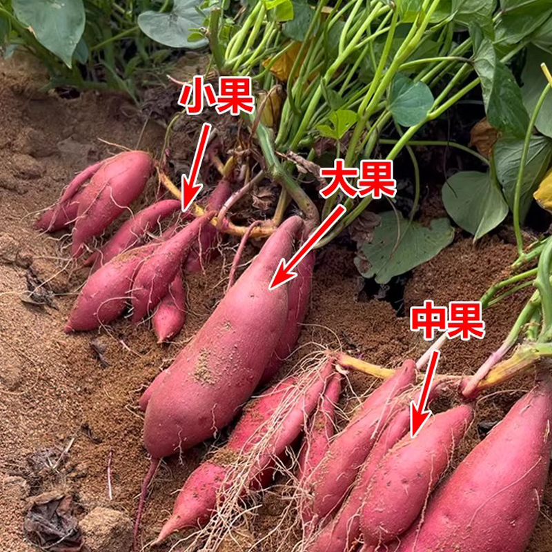 2025板栗红薯新鲜天目山小香薯旗舰店小番薯地瓜蜜薯小红薯板栗薯