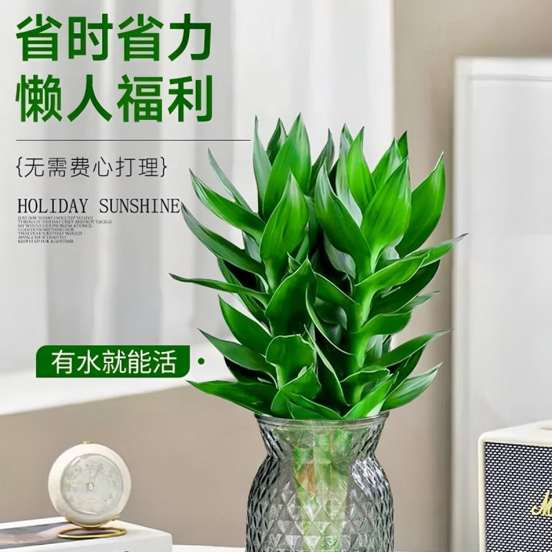 【买一送一】观音竹富贵竹水培植物室内花卉绿植简单好养带树脂盆,淘宝优惠券,粉丝福利购,淘宝优惠卷