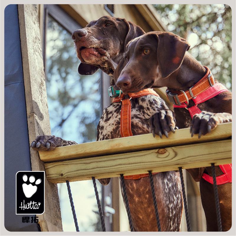 Hurtta悍拓春夏新品休闲项圈ECO小型中型大型犬项圈遛狗牵引绳 - 图3