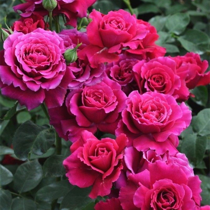 超新品红丘又叫天家胭脂月季苗河本纪念系列大花浓香四季开花,淘宝优惠券,粉丝福利购,淘宝优惠卷