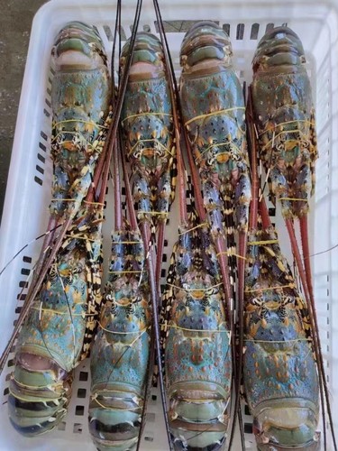 出海的渔民大花龙速冻龙虾 1-1.2斤/只活冻大龙虾冷链直达-图0