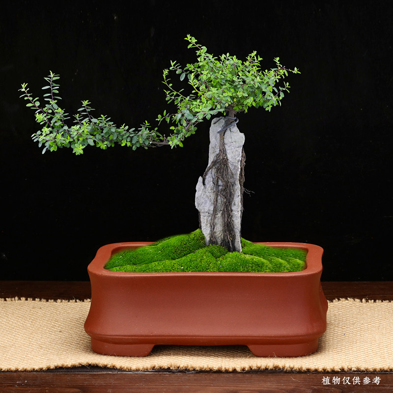 精品紫砂花盆仿古四方长方形盆景盆马槽简约陶瓷老桩古典室内包邮,淘宝优惠券,粉丝福利购,淘宝优惠卷