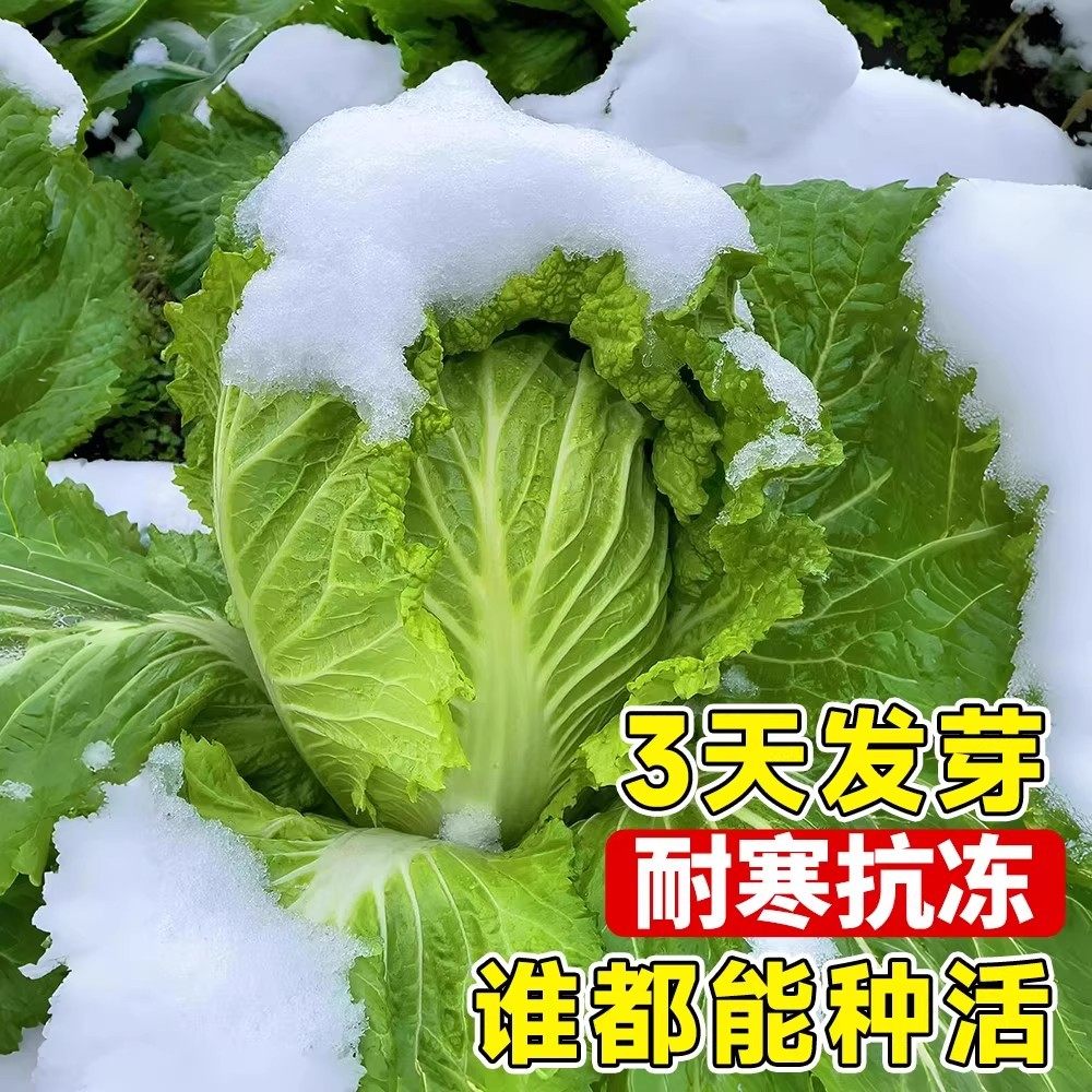 冬储大白菜种子山东秋抗大白菜种籽包心白菜种子抗病高产多叶白菜,淘宝优惠券,粉丝福利购,淘宝优惠卷
