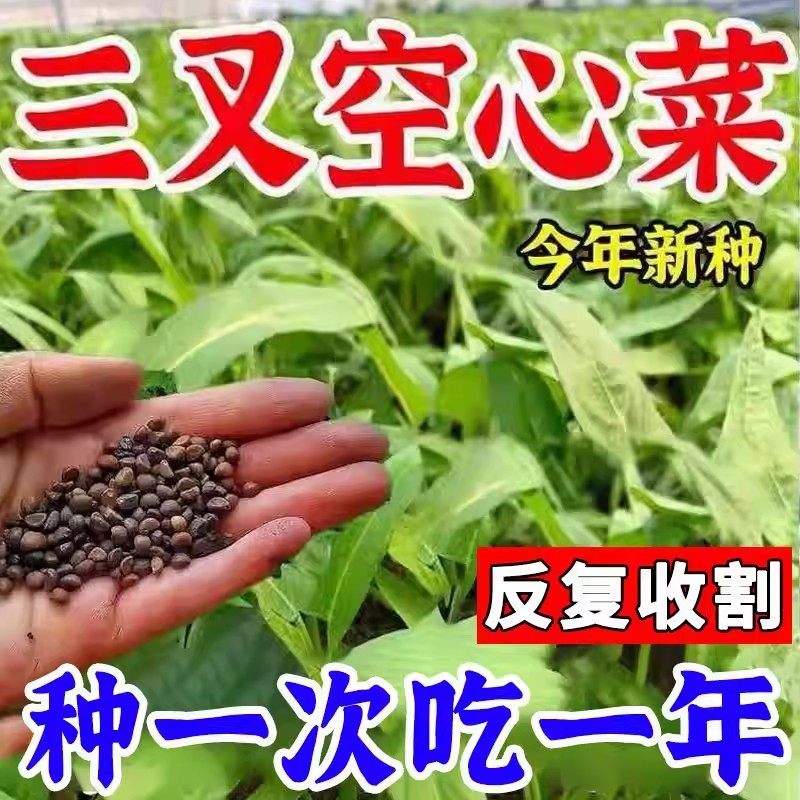 四季蔬菜种子大全白菜萝卜黄瓜辣椒种子青菜香菜白菜生菜番茄小葱,淘宝优惠券,粉丝福利购,淘宝优惠卷